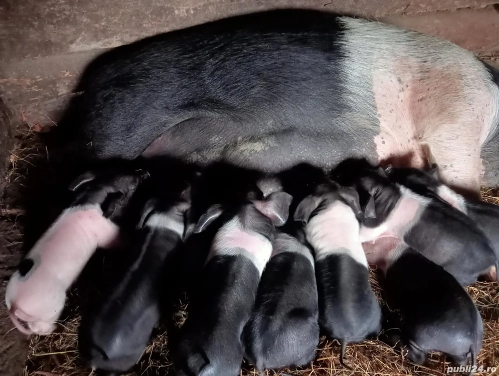 De vânzare scroafă cu purceii   De vânzare scroafă cu purceii