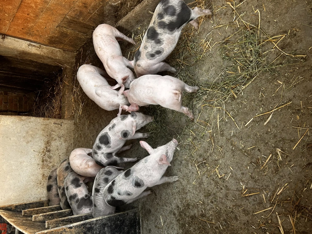 Vând 11 purcei de 8 saptamani  Vând 11 purcei de 8 saptamani