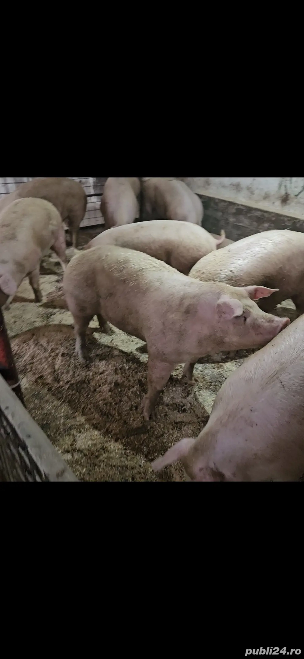 Vand porci rasa de carne