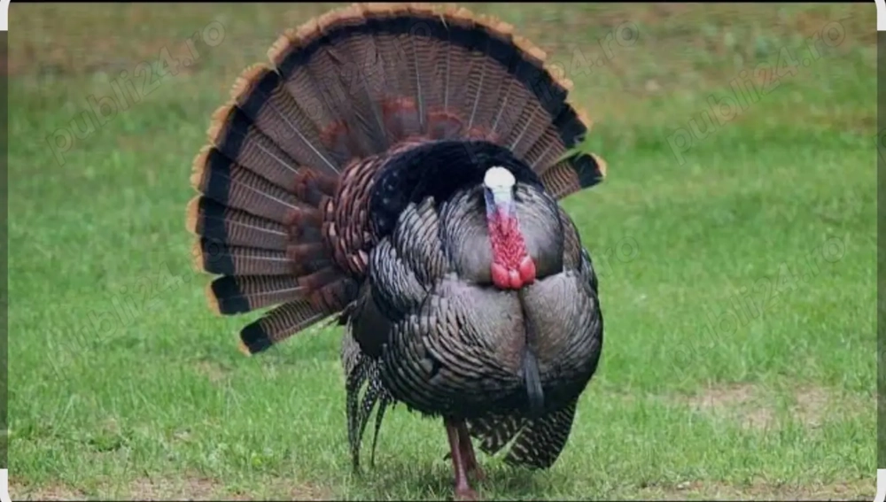 Se vinde curcani , ultimii 4