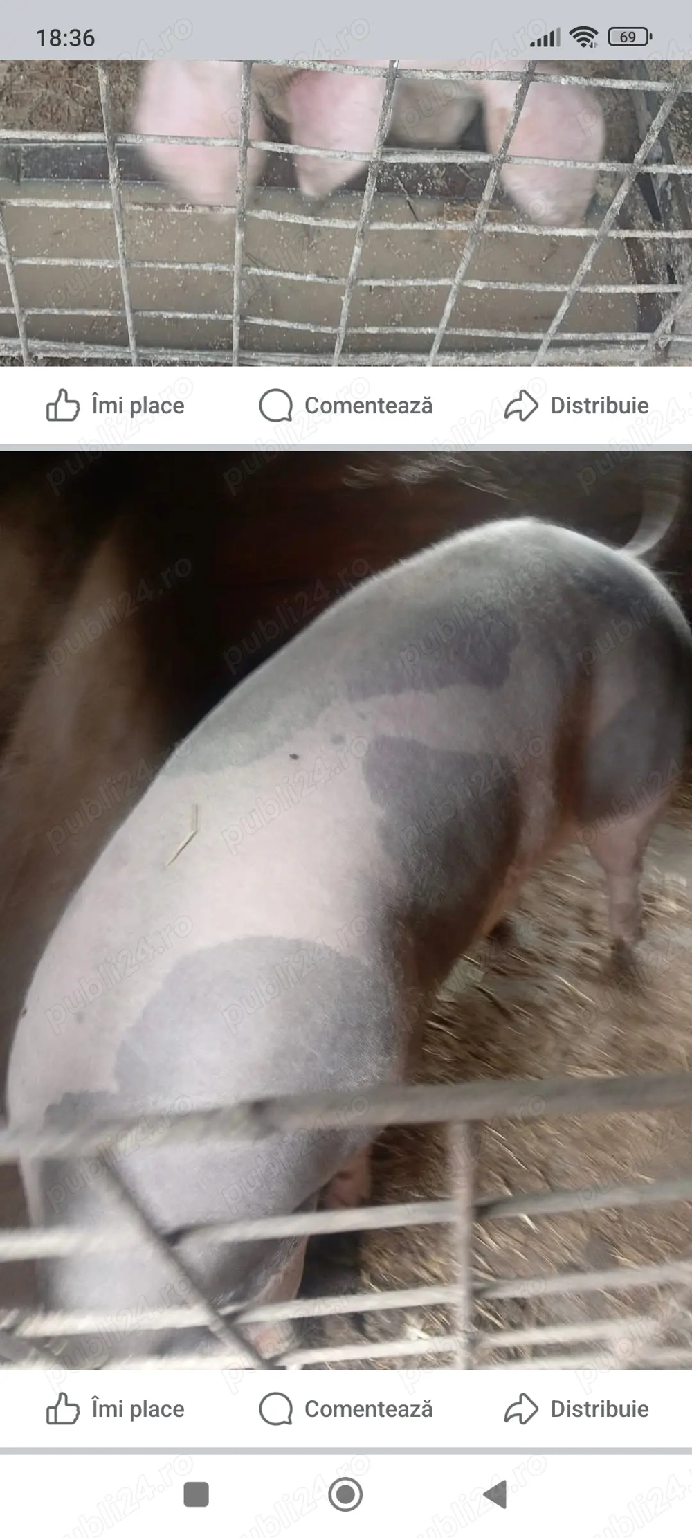 Porci de carne și Petreni 