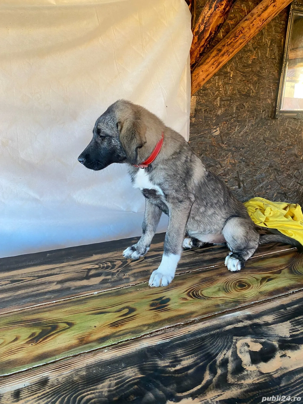 Femela 4 luni. Femela 4 luni.