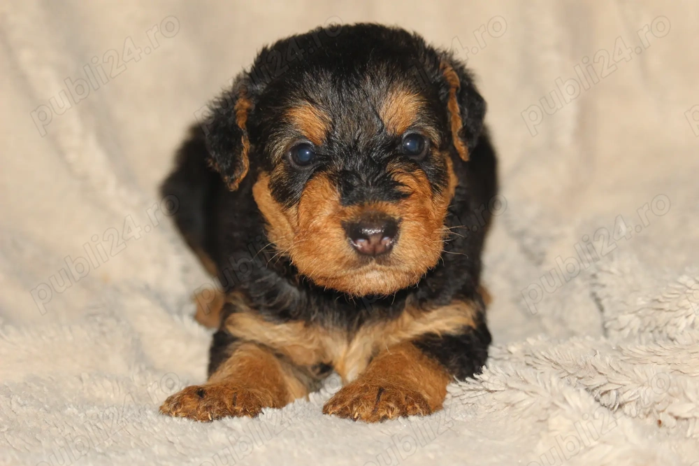 catei airedale terrier