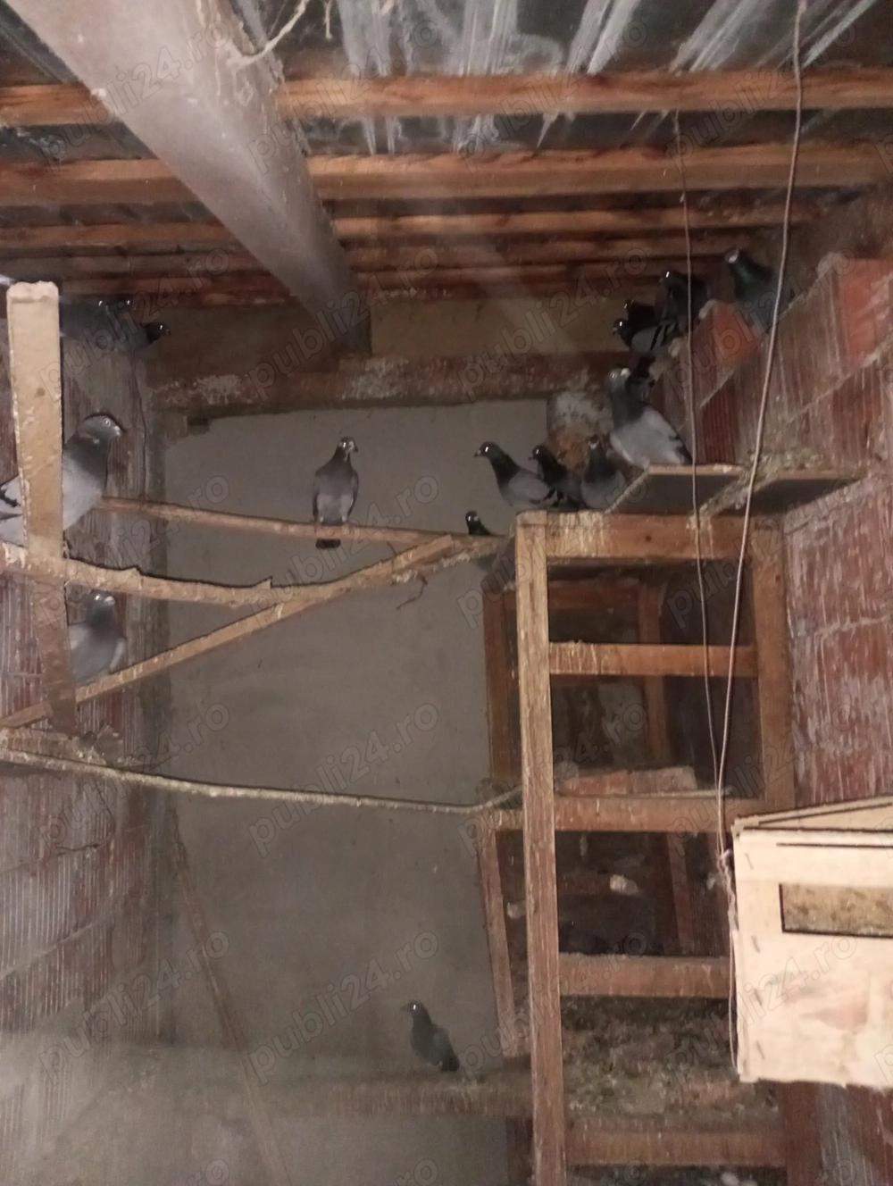 Pasari, parubei voiajori