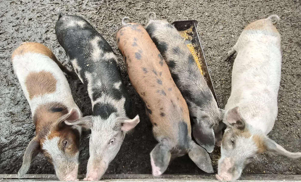 Vând șoldani tineri 