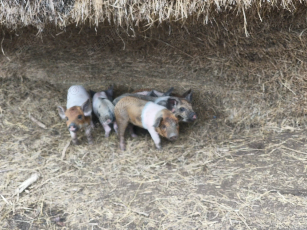 Vând scroafă cu purcei