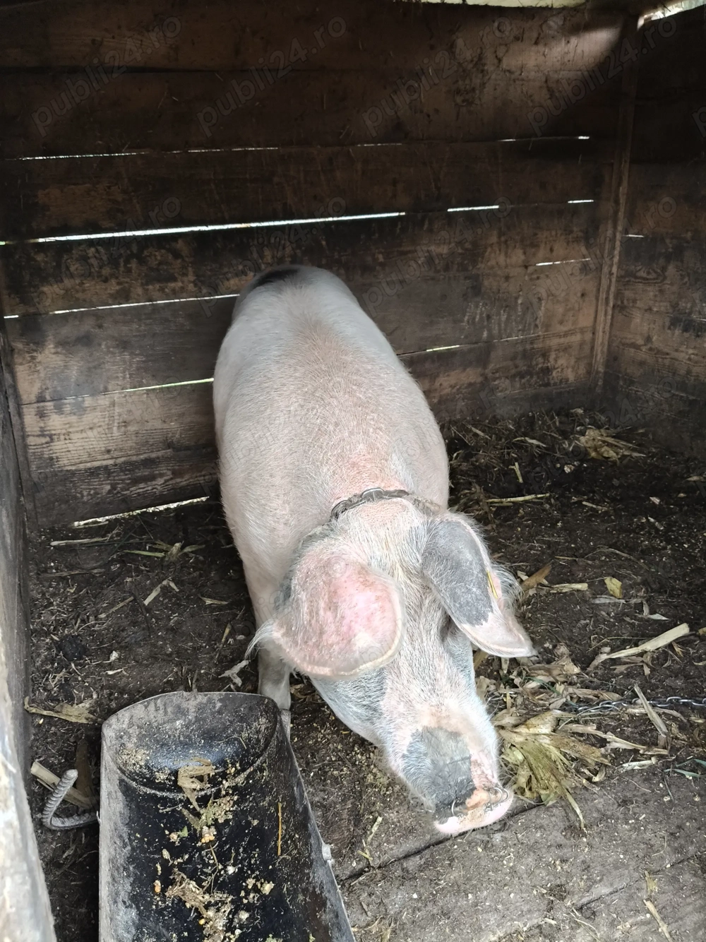 Vând scroafă tânără gestantă 