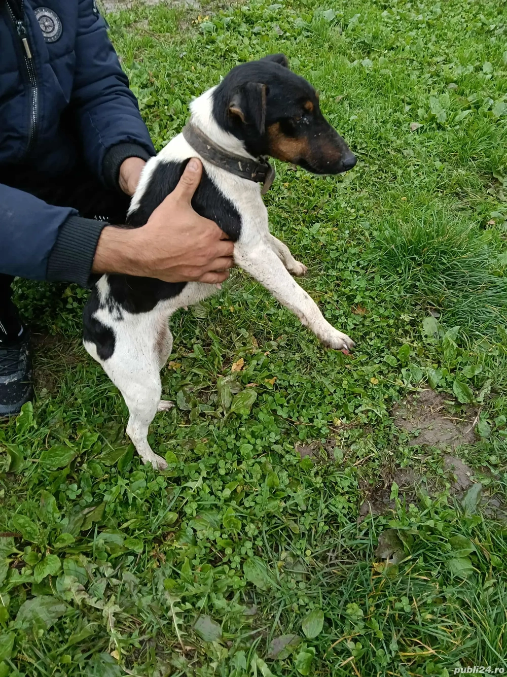 Vând femela vârstă un an 