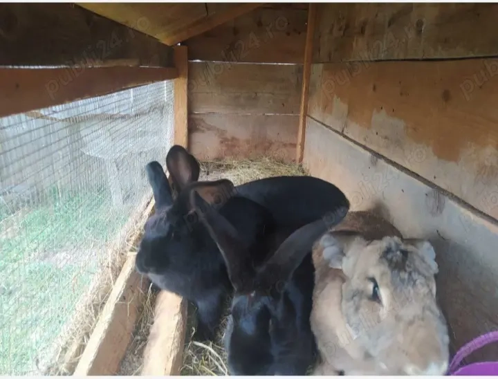 Schimb iepuri cu turturele Schimb iepuri cu turturele