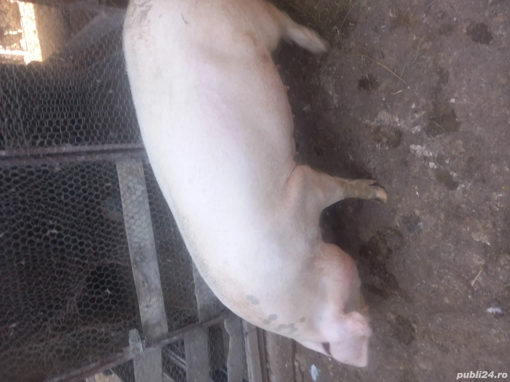 vand gaste vand gaste