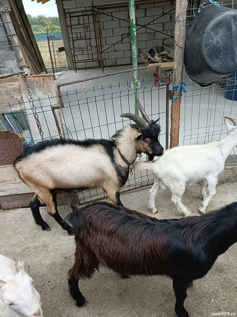 tapi ,alpin si carpatini 