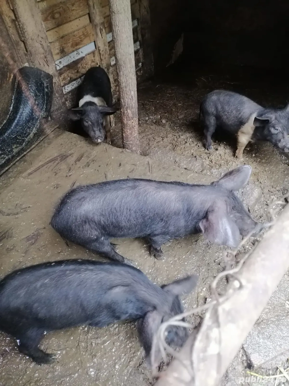 porci de vânzare 