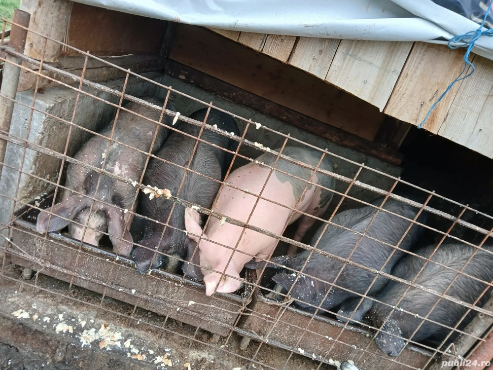 Porci pentru sacrificat Porci pentru sacrificat