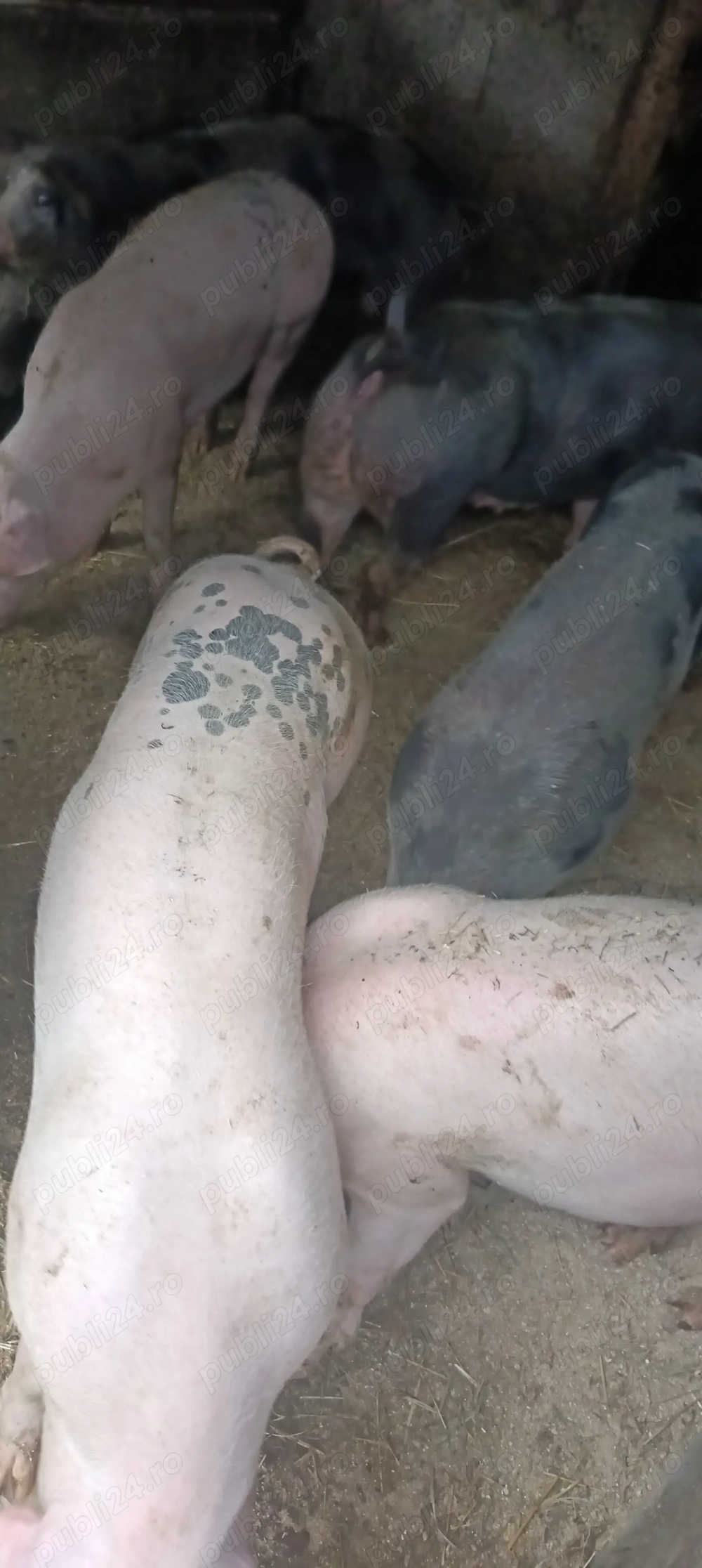 Vând porci pentru Crăciun  Vând porci pentru Crăciun