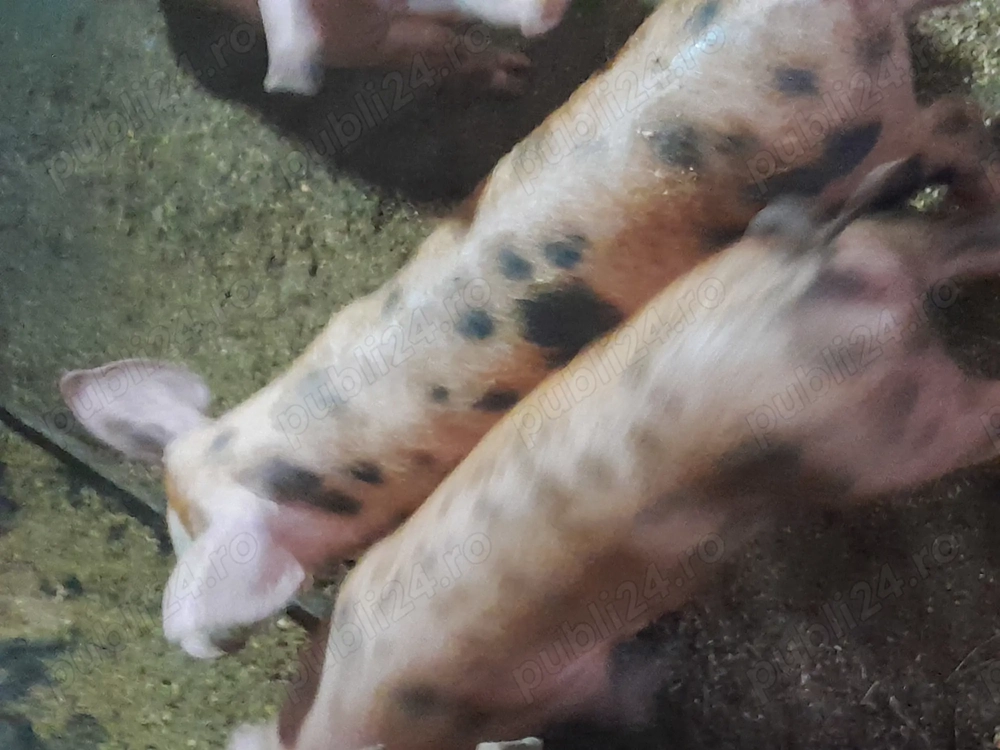 Purcei la 9 săptămâni