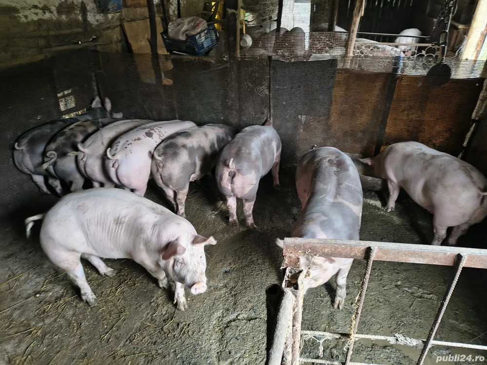 Vând porci pentru Crăciun fătați si crescuți la mine Vând porci pentru Crăciun fătați si crescuți la mine