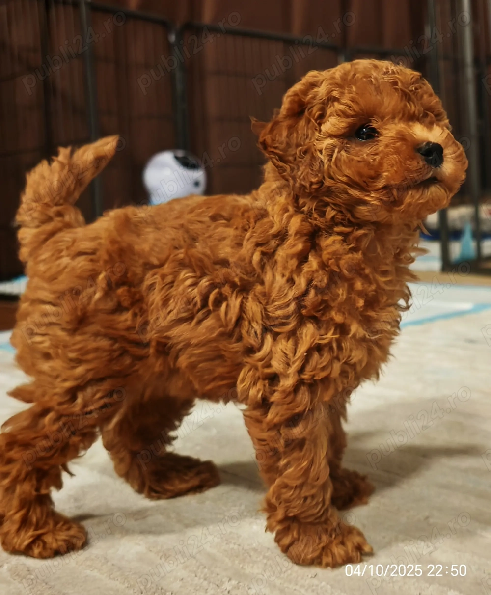 Căţeluși Toy Poodle de vânzare  