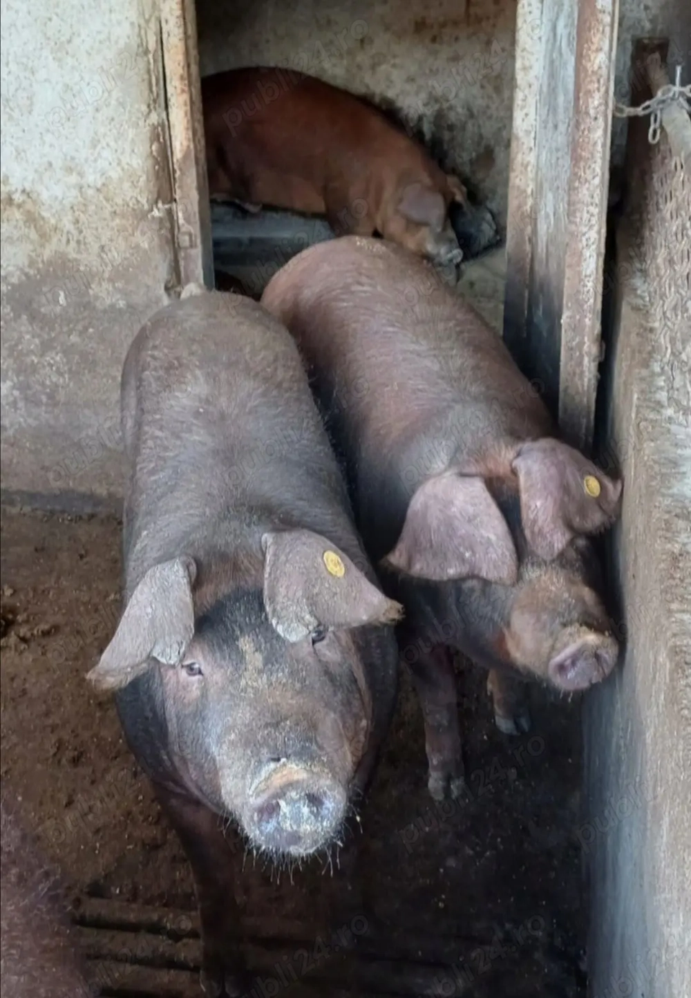 Vând Porci Duroc Vând Porci Duroc