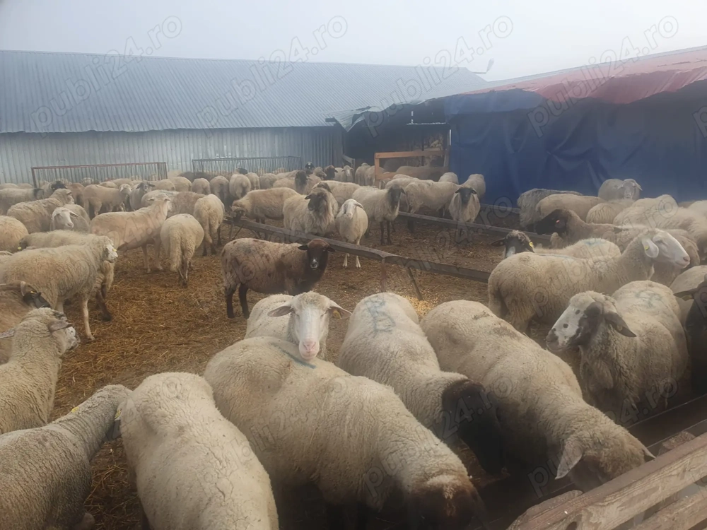 Vand 80  oi,  de carne, rasa  merinos, reforma