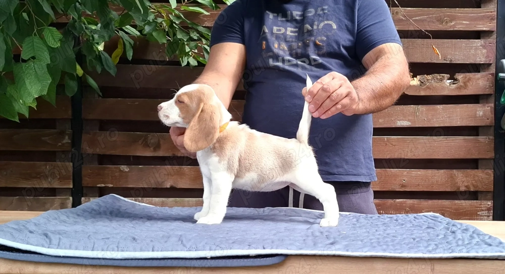 Pui beagle Bicolori din părinți cu pedigree 