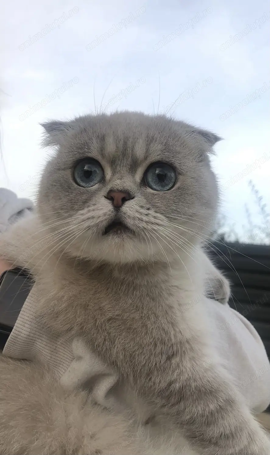 Pisica Scottish Fold cu Pedigree