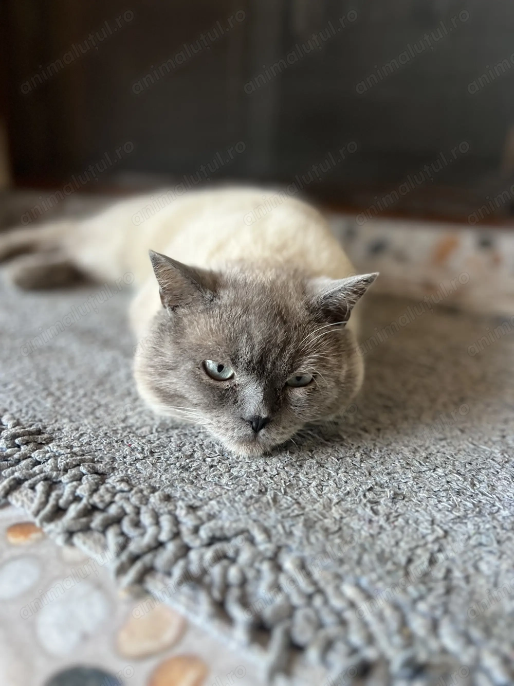 Motan British Shorthair
