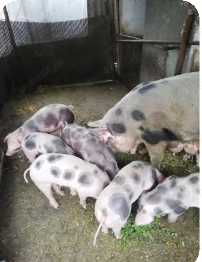 Purcei de vânzare rasa Pietran cu Landrace  Purcei de vânzare rasa Pietran cu Landrace