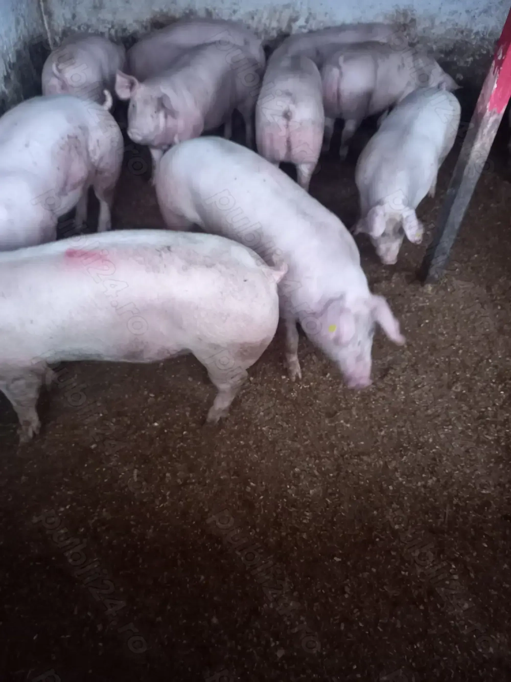 Vand porci pentru craciun 