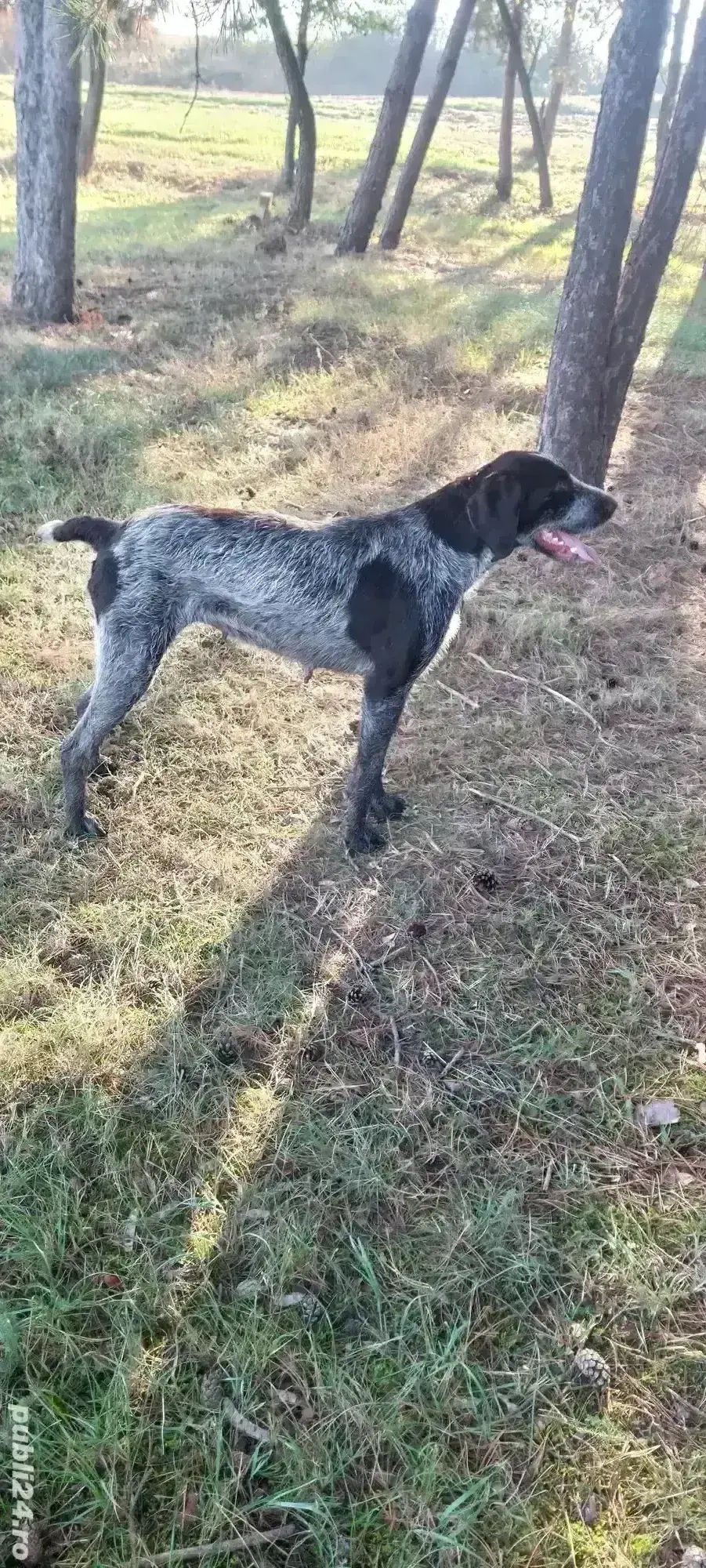 Vând brac german  Vând brac german