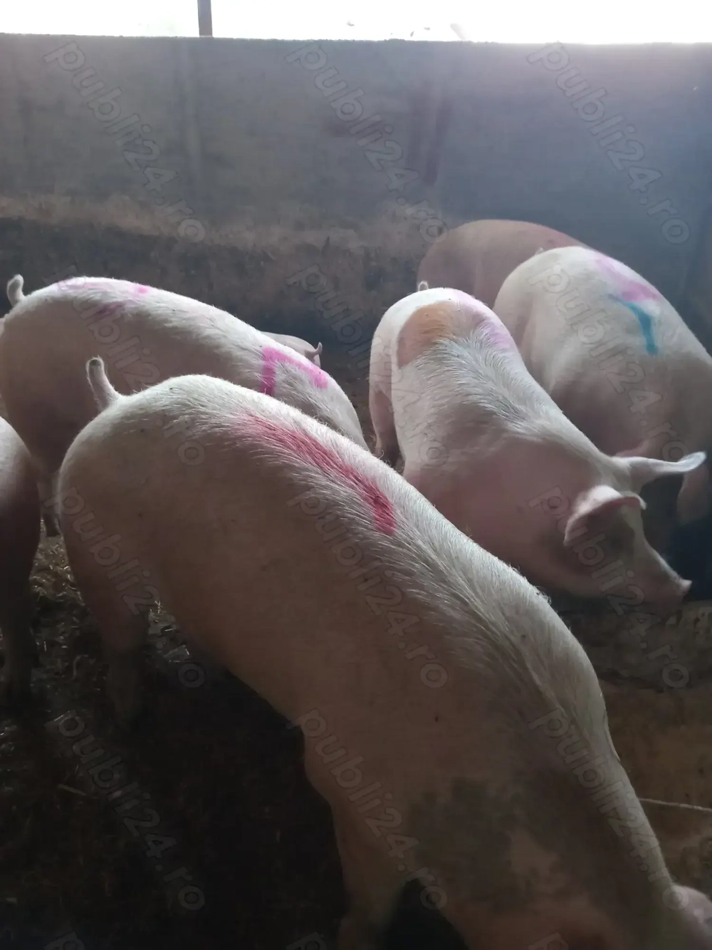 Vand porci de carne mari