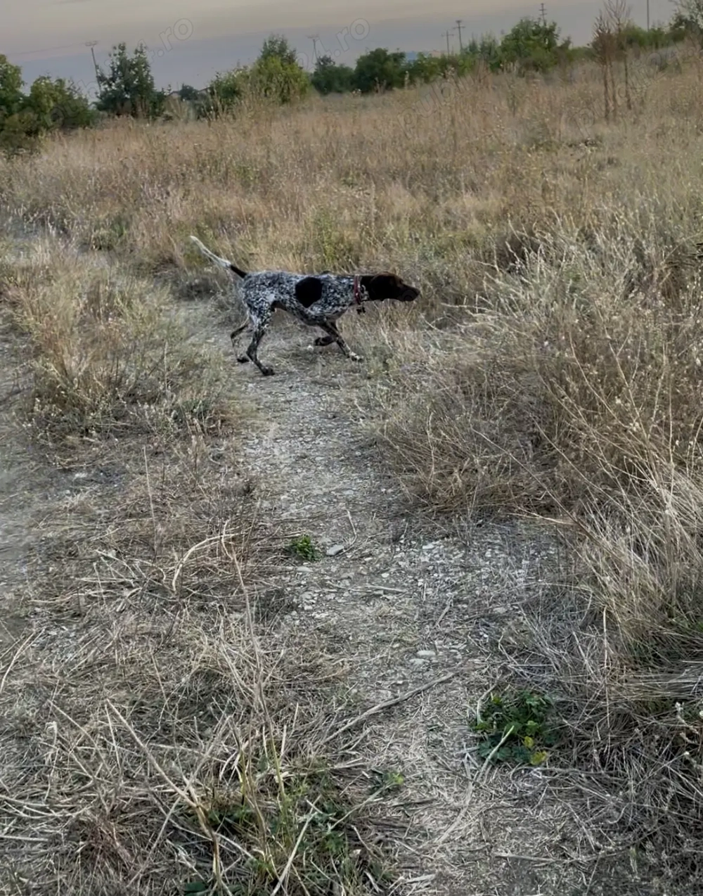 Brac german cu păr scurt 