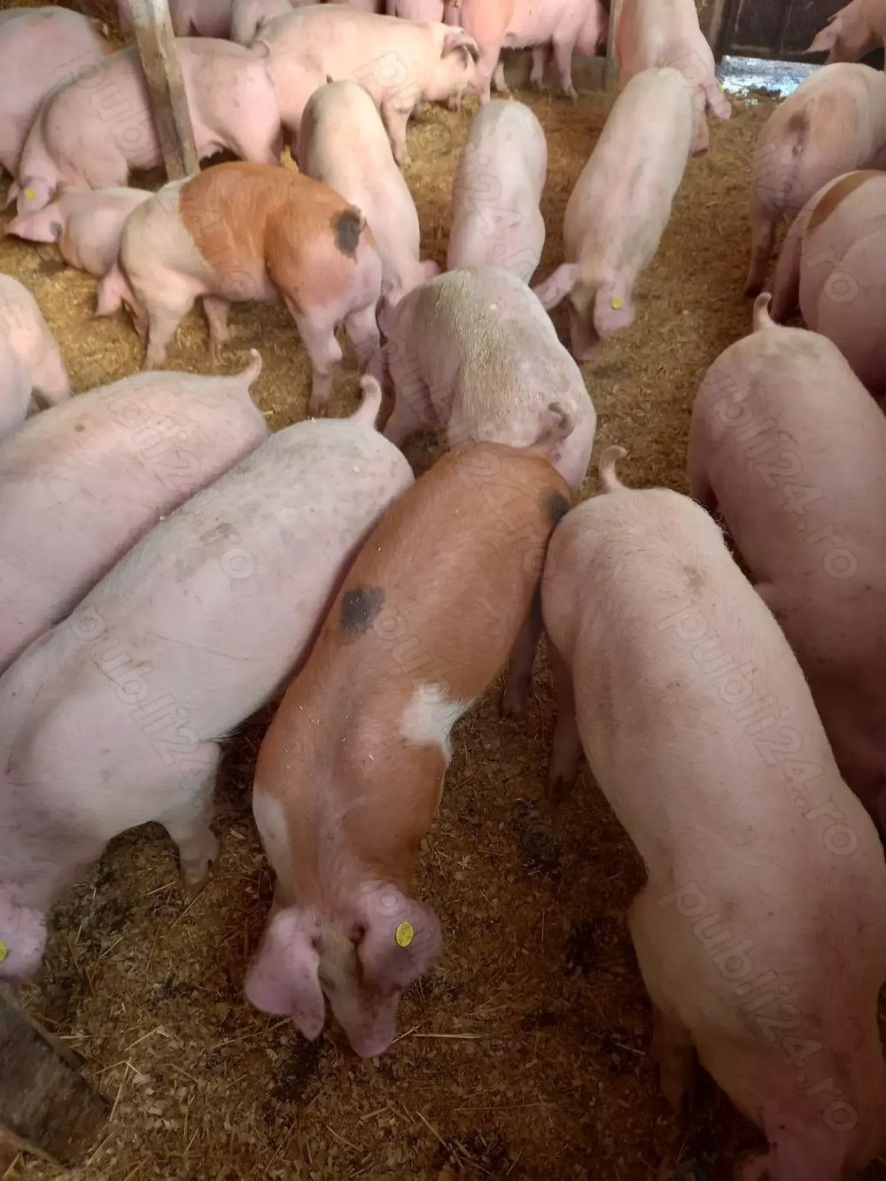 Purcei de carne Purcei de carne