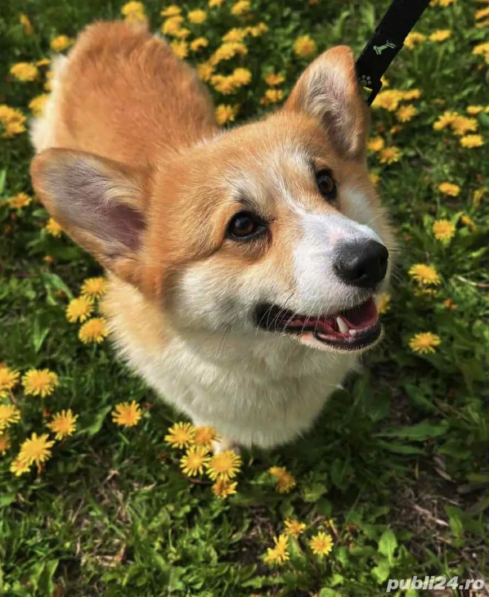 vand corgi  vand corgi