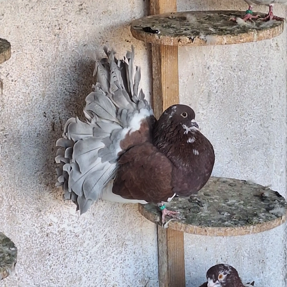 Porumbei curcani rotati