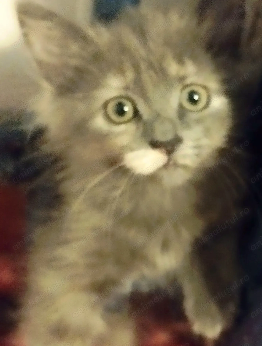 Blue Belle,  printesa albastra Scottish Straight, cauta casuta