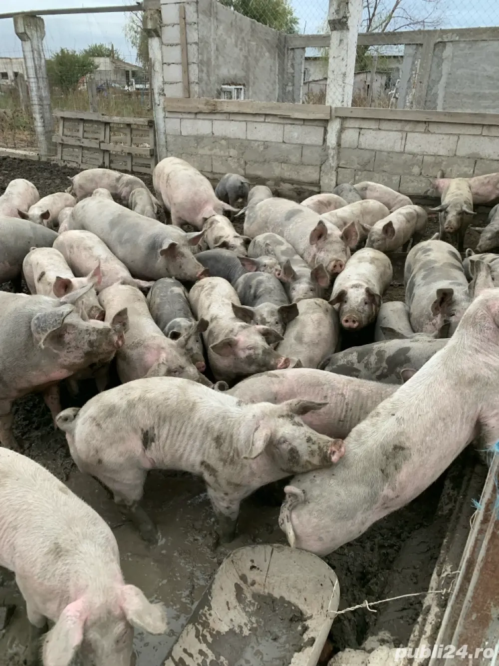 Porci de vânzare   sănătoși și bine hrăniți!