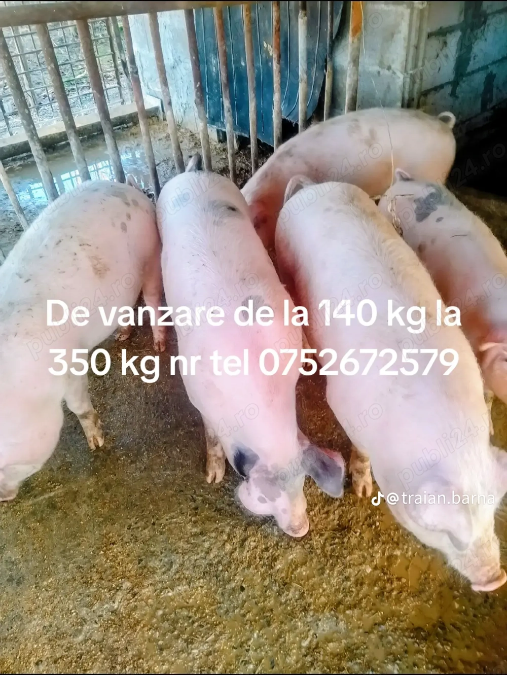Porci de vânzare. Porci de vânzare.