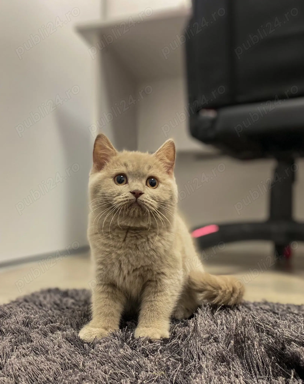 Pisică british shorthair pui Pisică british shorthair pui