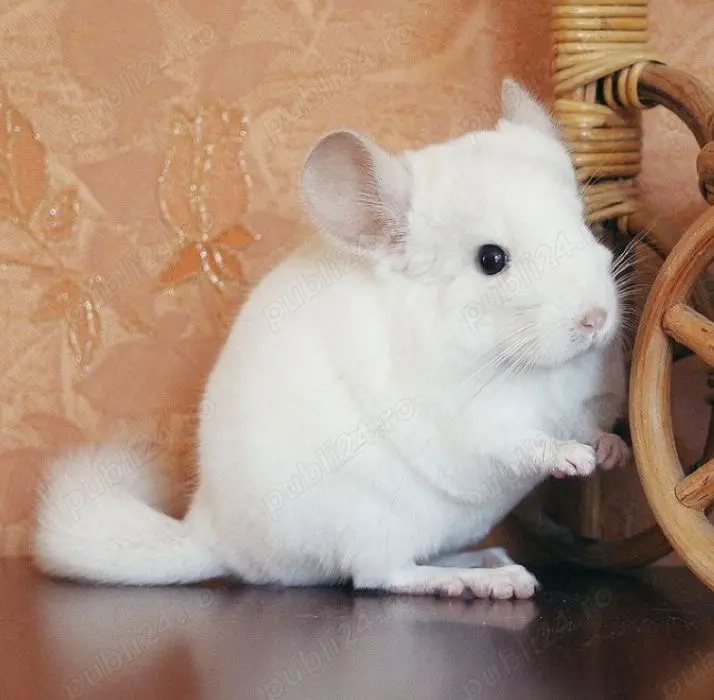 Pui de chinchilla cincila șinșilă chinchila