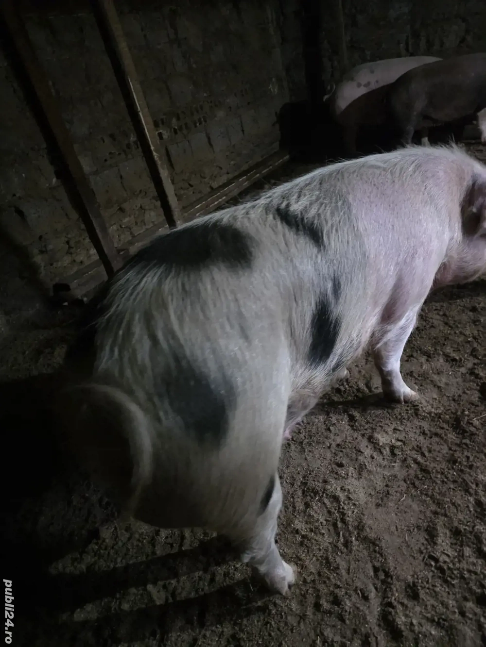 scroafa de vanzare scroafa de vanzare