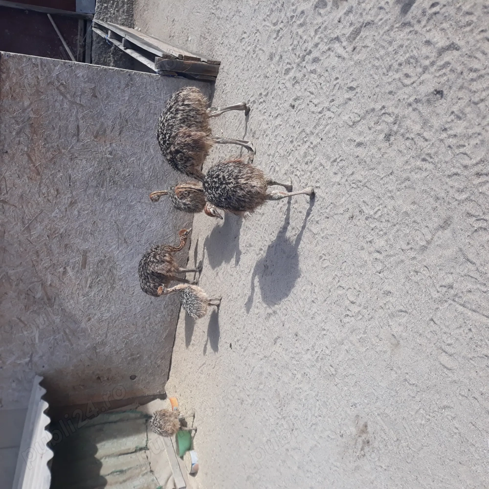 Vând pui de struț african Vând pui de struț african