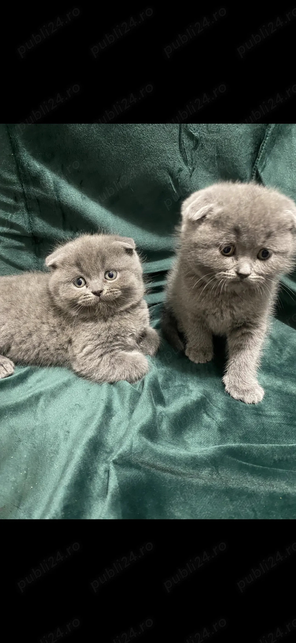 Scotish fold de vânzare 