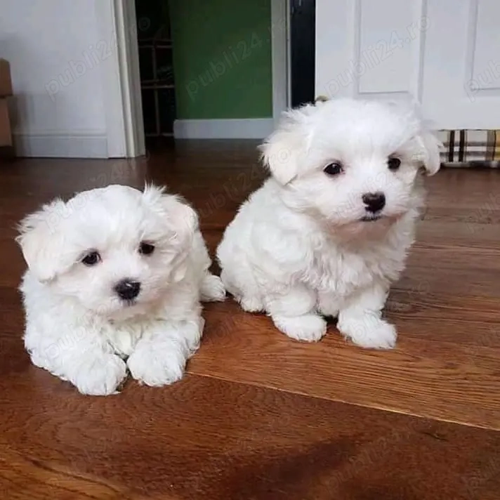 Pui de Bichon   generatori oficiali de fericire!