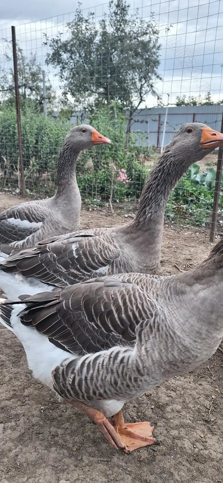 Vând rațe mute și gâște.