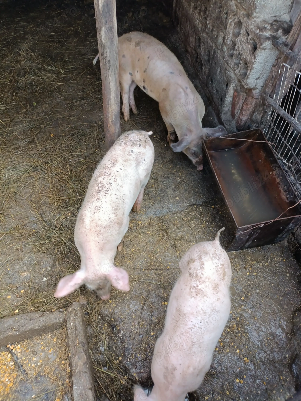 Vând purcei de rasa marele alb 