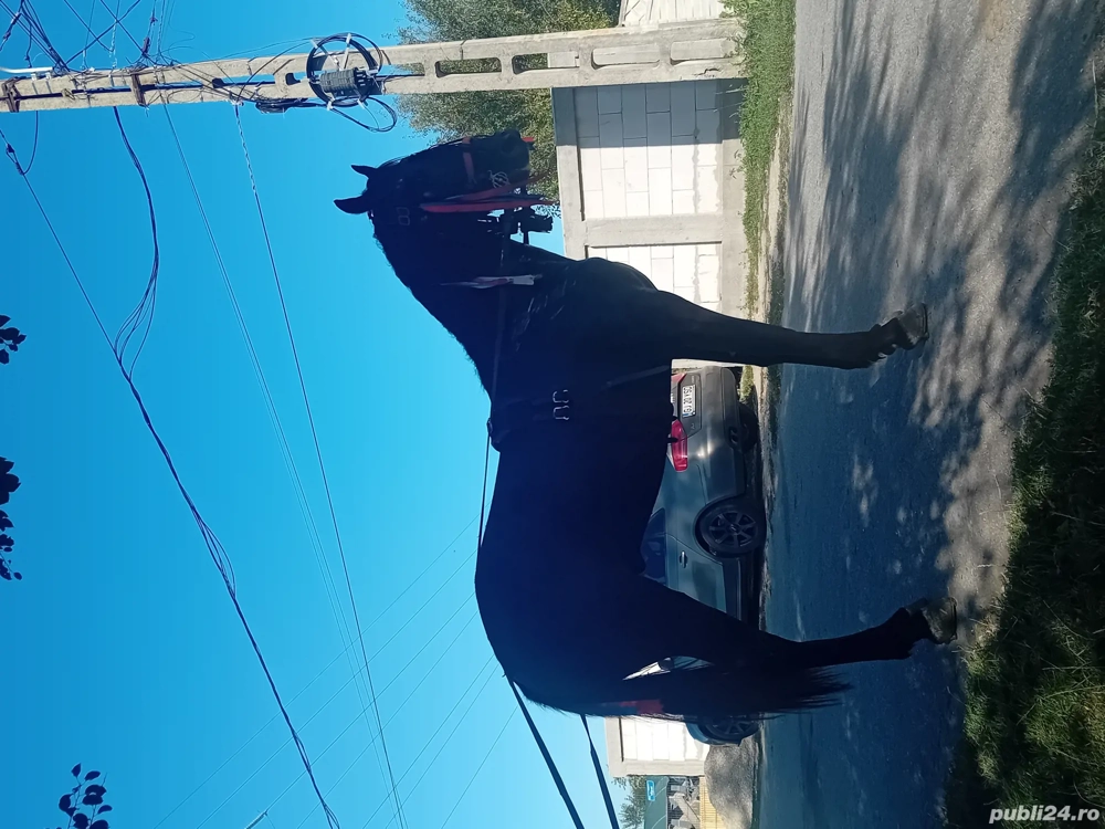 vand armasar frizian de un an si opt luni 