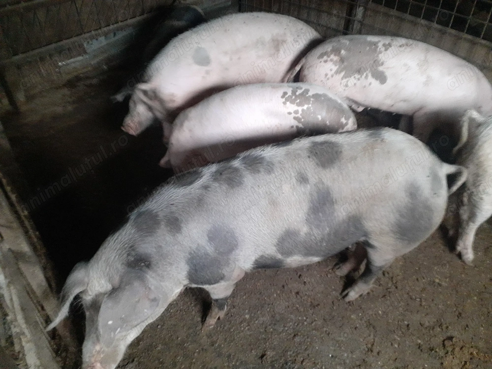 Porci de vanzare Porci de vanzare