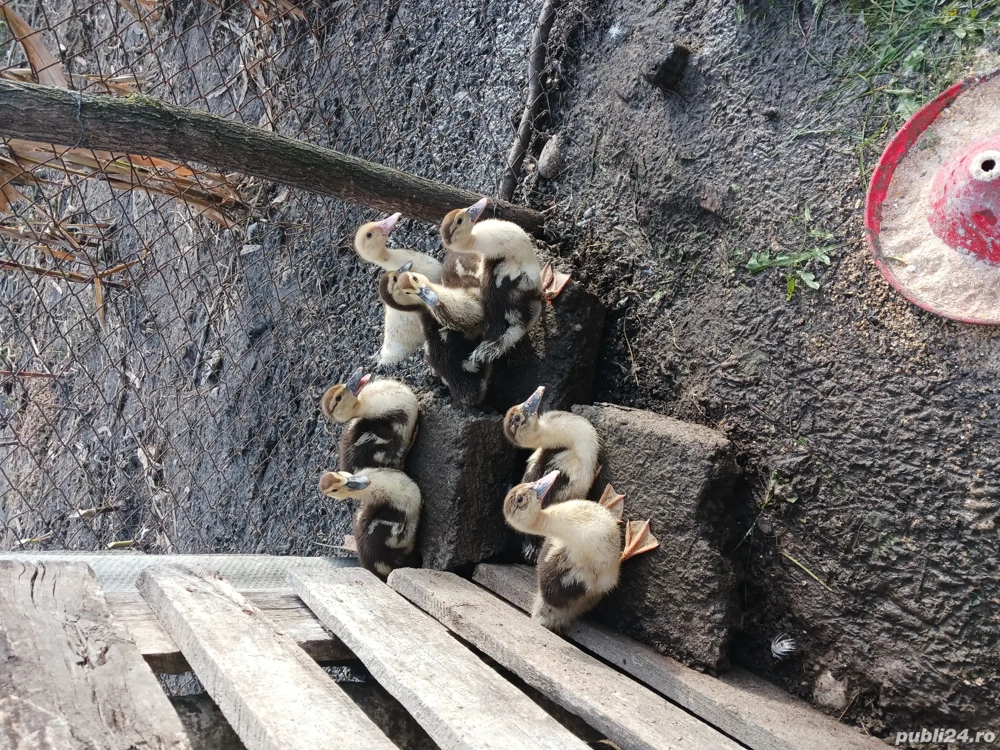 vând boboci de rață, sau de tăiat despre crescut vând boboci de rață, sau de tăiat despre crescut