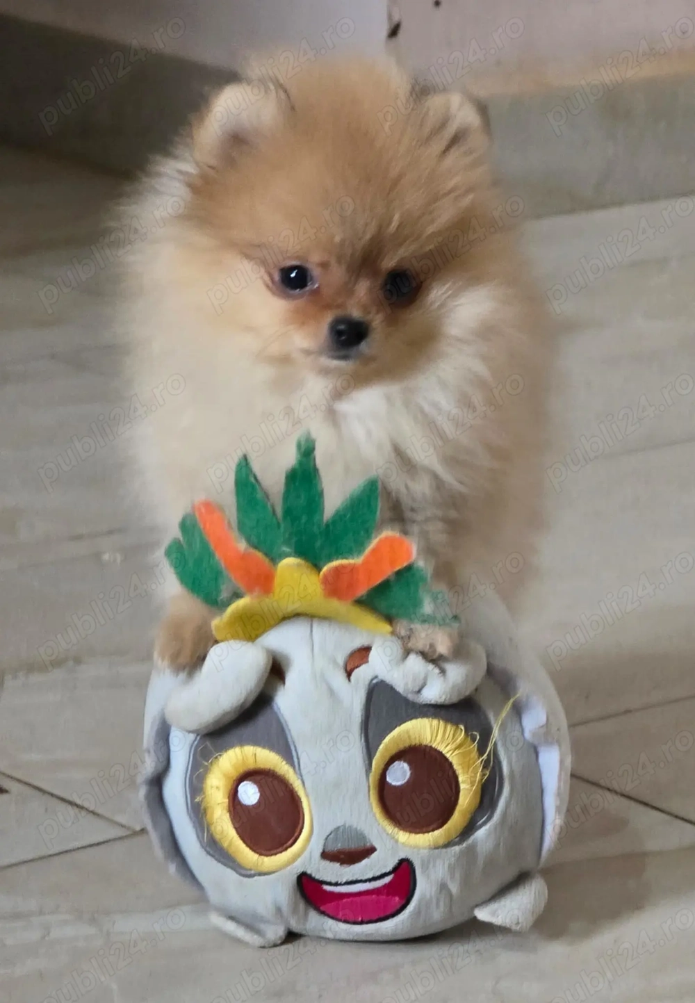 Pui Pomeranian pentru pretentiosi cu pedigree FCI ,posibil pasaport 