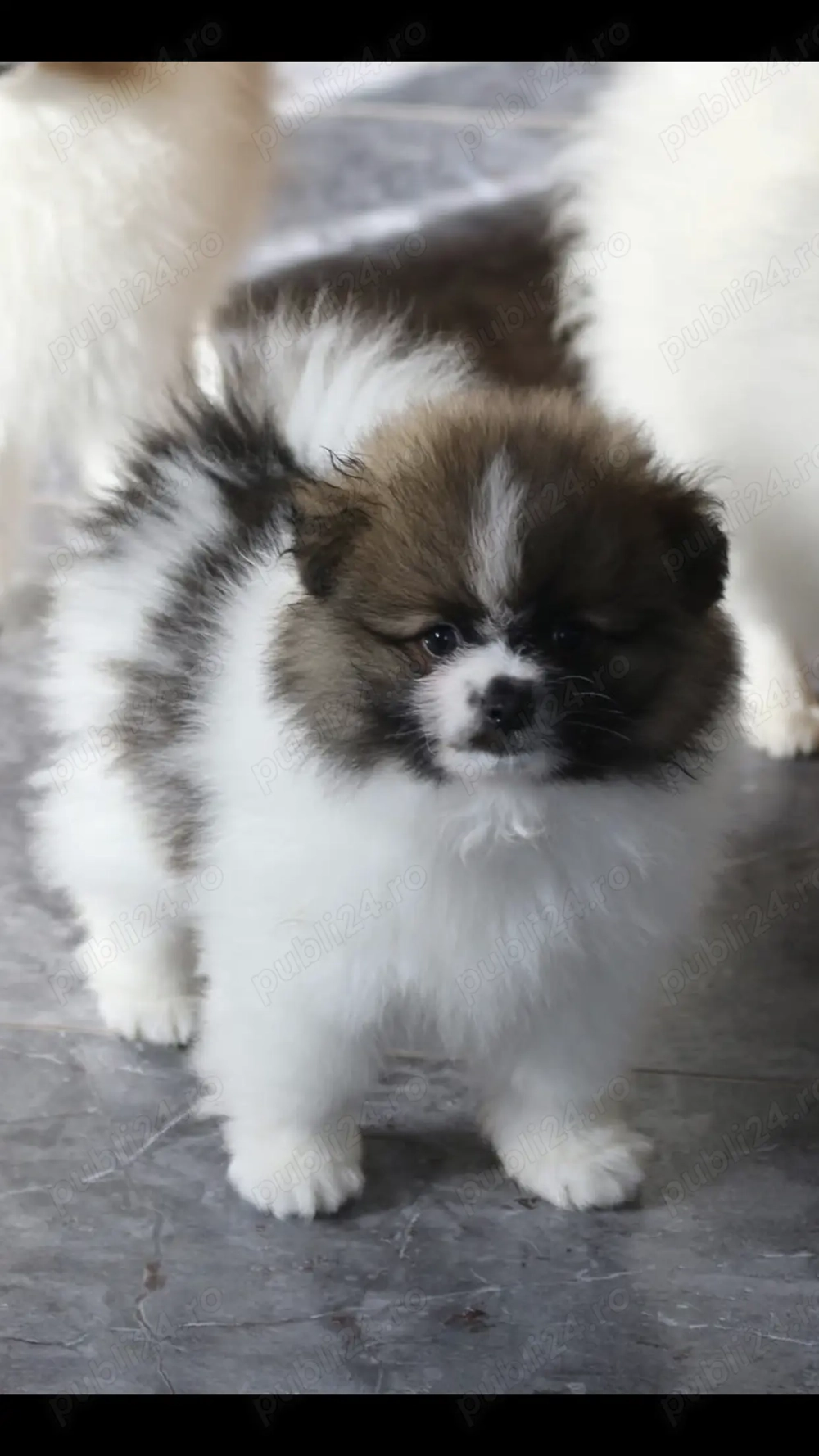 Pomeranian mini Pomeranian mini
